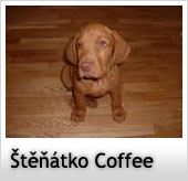 stenatko_coffe